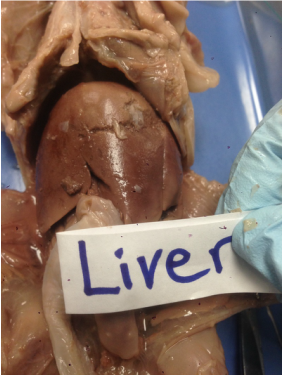 Lab 1: Digestive System - Fetal Pig Dissection